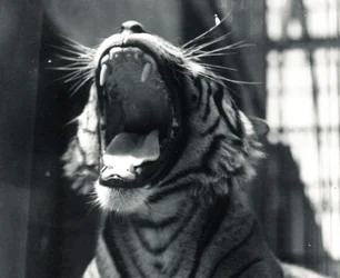 Sam le tigre bâillant, juillet 1924